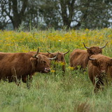 Tiengemeten